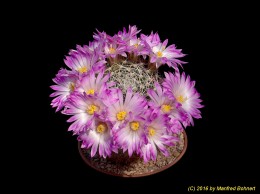 Mammillaria napina 1503